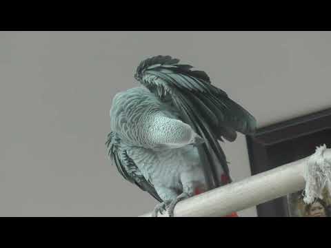 talking parrot | African Grey Talking  Parrot At Karnataka
