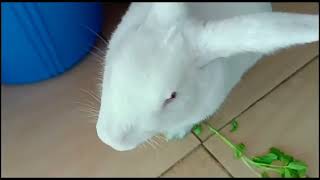 Funny Cute Rabbit #funnyrabbit #cuterabbit #rabbit #bunnyrabbit #cuteanimals #funnyanimalvideos