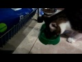 Кот ест брокколи!!!