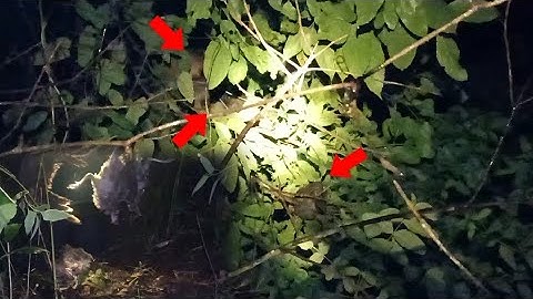 kab qaib pw chaw tua tau 4 tug