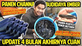 Download Lagu PANEN CHANNA BUDIDAYA DALAM EMBER! AKHIRNYA CUAN SETELAH 4 BULAN BUDIDAYA! ABIS PANEN DIISI APA YA? MP3
