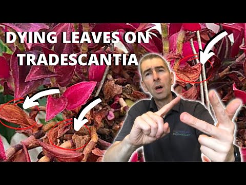 Videó: Hogyan Növekszik A Tradescantia