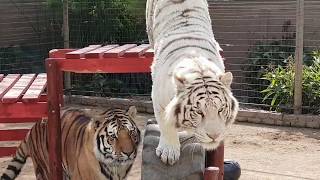 a Smoking tiger video !