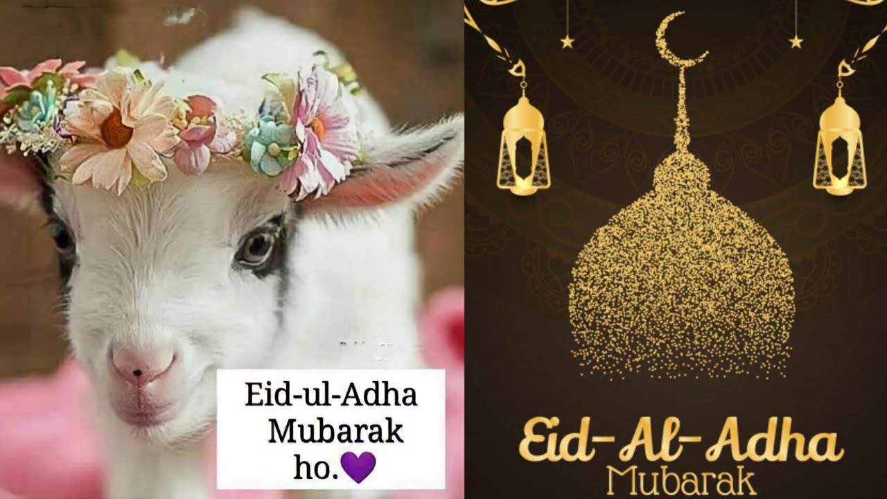 Bakra Eid Funny Wallpaper Collection  Web Solution