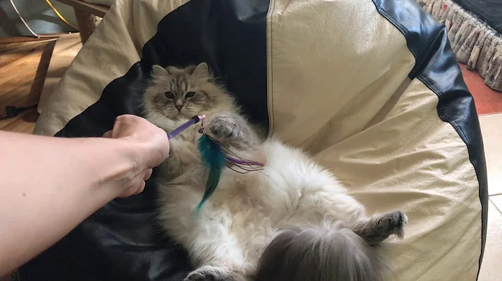 Video 162031: neva masquerade cattery, siberian cat, colorpoint siberian