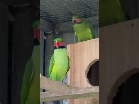 Long-Dailed Parakeet /Psittacula Longicauda/, Alexandr dlouhoocasý