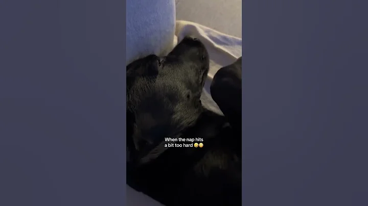 Like Mother Like Son 🤷💤 Snoring Labrador Puppy | Cutest Nap Ever! 🐾 #puppy #funny #yt #labrador