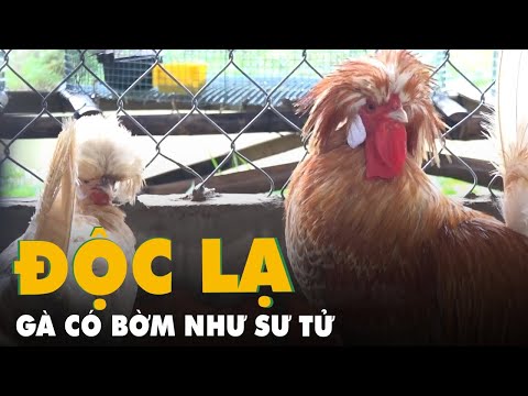 Video: Thông tin về gà Ba Lan mào