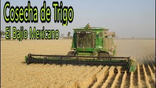 ASI SE COSECHA EL TRIGO EN EL BAJIO/WHEAT HARVESTING MEXICO