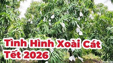Tình hình xoài cát Tết 2026 |Gốc Cù Lao| #0986289491 #gocculao 