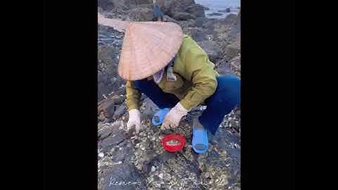 Cào ốc ruốc, cạy hàu sữa trên bãi đá Vũng Tàu