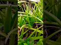 aloevera beautiful #flowers #nature #homegardening #shorts #ytshotstrending #viral #viralvideo