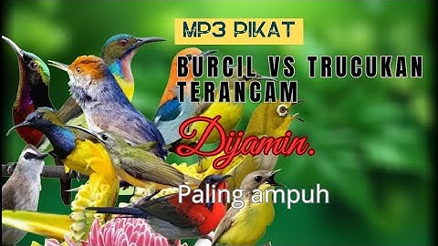 MP3 Pikat Burcil Ribut Kombinasi Trucukan Terancam.