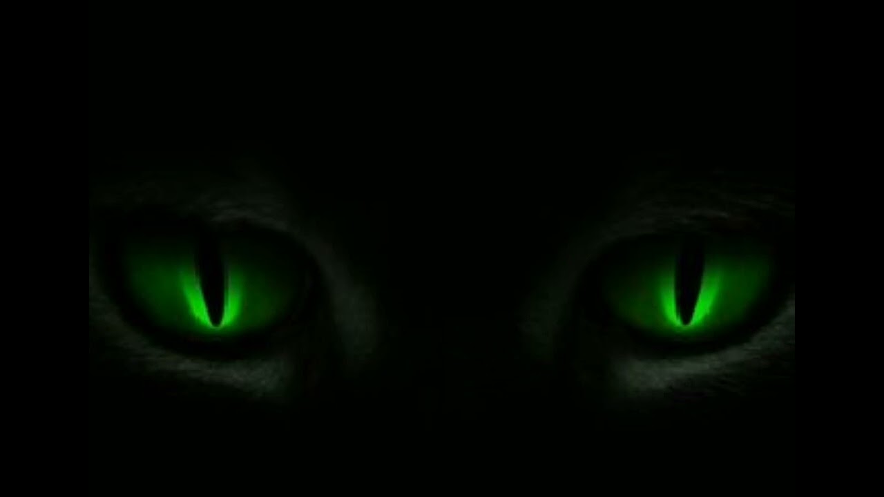 what if deku was a wolf dog in the walking dead part 3