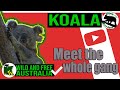 Koalas  are now endangered but they have a home at koala gardens  see loads of koalas in january
