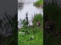 Duck Family @buggypov2014 #nature #animals #shorts