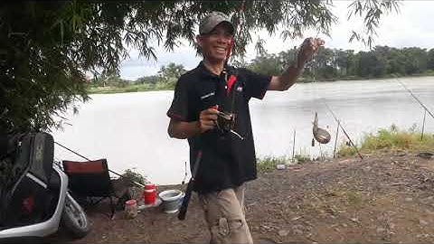 Bến cỏ,bãi câu huyền thoại , ae lại dính lăng vàng, chạch lấu thấy ham