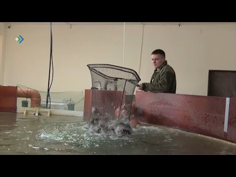 Гранты для начинающих