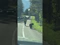 Mission Completed: Bear Encounter at Grand Teton