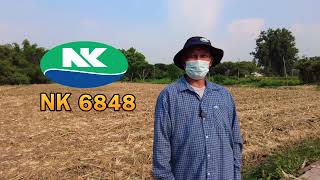 ข้าวโพดเลี้ยงสัตว์พันธุ์ NK6848 สู้แล้ง ผลผลิตสูง