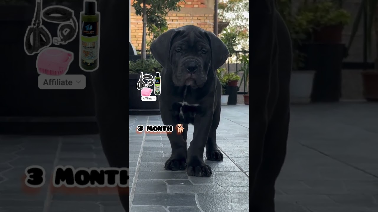 35 Days to One Year Cane Corso transformation 