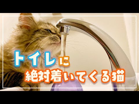 サイベリアンの子猫がどんだけ熟睡してても人間がトイレに行くと飛び起きて着いてくるので困ってますw