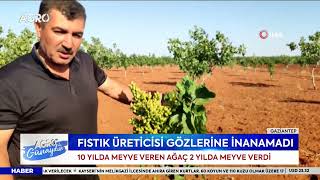 Fıstık Ağacı 2 Yılda Meyve Verdi! Üretici Gözlerine İnanamadı! | AGRO TV Haber Resimi