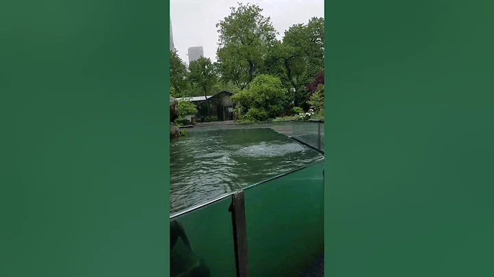 Central park seals