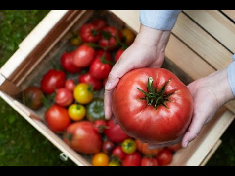 Video: Cultivarea tomatelor: Sfaturi pentru cultivarea roșiilor