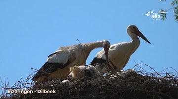 Eizeringen-Dilbeek: end of dismantling and transformation of a pylon into a stork pole (NL)
