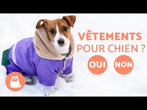 Vidéo: Les Chow Chows ont-ils des manteaux d'hiver?