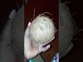 Uses of the Coconut  in divination, cleansing, protection and magic spell