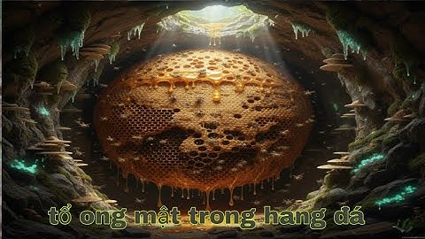 Lấy mật ong rừng trong hang đá - bắt tổ ong mật rừng về nuôi: laumivanh 
