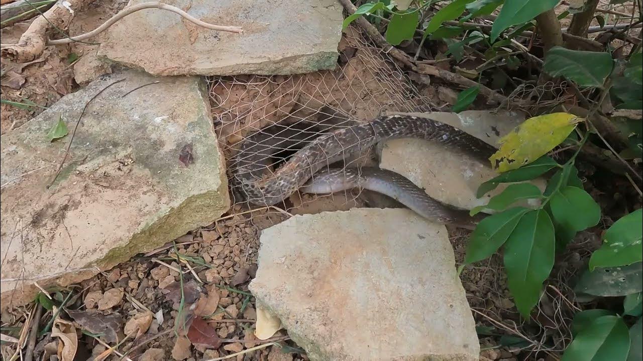 Easy snake trap using nets YouTube