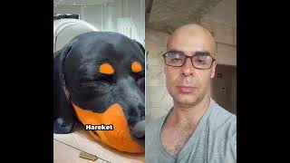 Dev Sosiz Köpeği Sanki Gerçek Gibi Şfetedüş