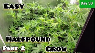 2x2 Grow Tent Part 2 Easy HALF POUND Grow Time to Switch tents , under the Mars Hydro FC-3000