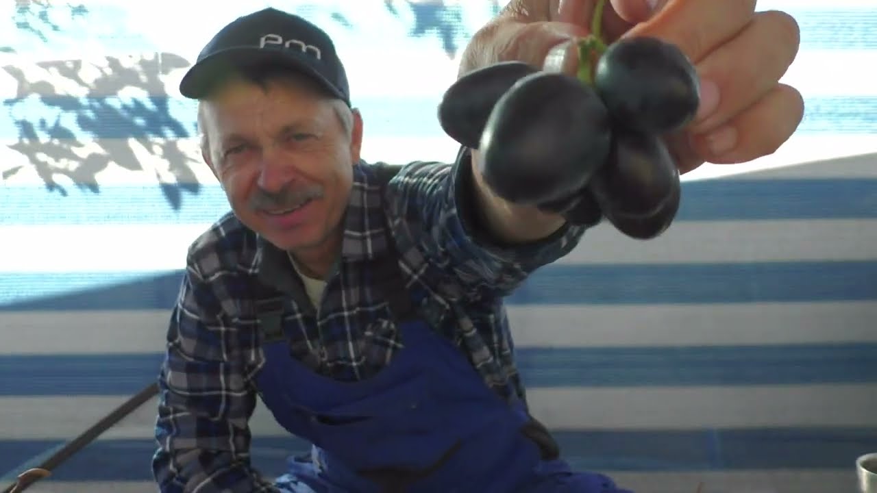 Смакове св'ято з мускатів і новинок винограда