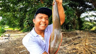 Rezeki,Cari Udang Dapat Ikan Naga Bara!!