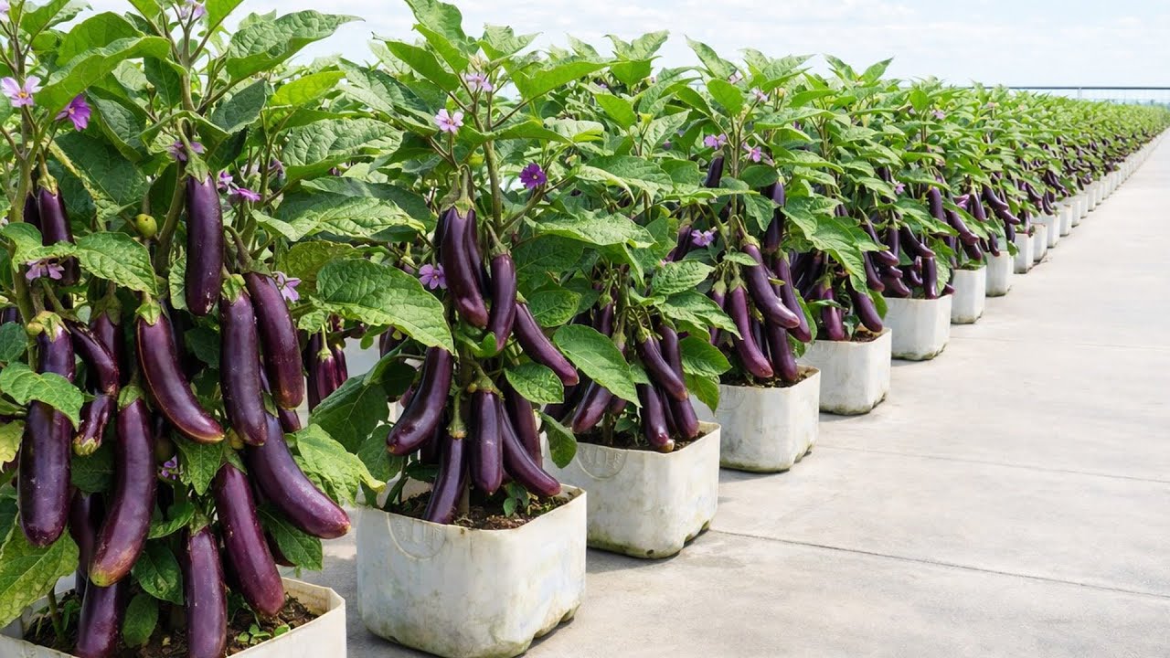 Growing Eggplants in Plastic Containers Without a Garden With High Yields