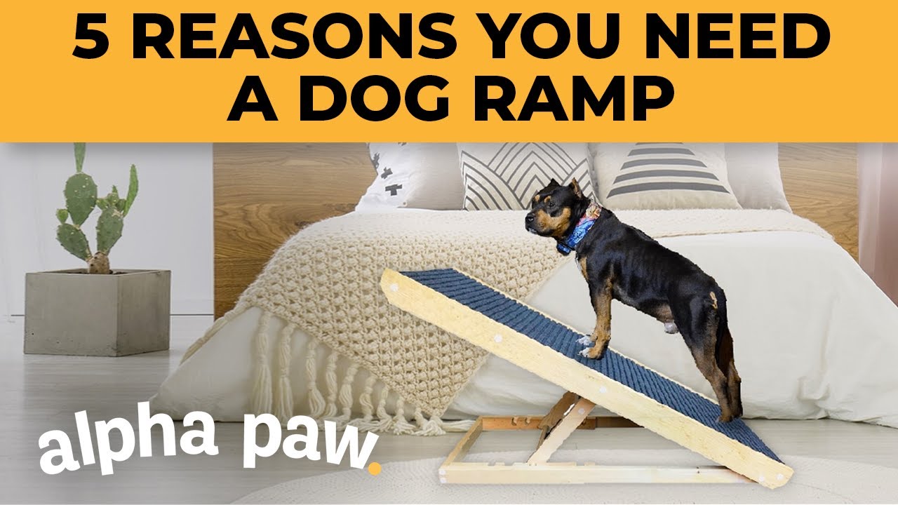 Video: 5 Reasons You Need A Dog Ramp