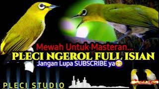 Pleci FULL isian COCOK untuk MASTERAN Pleci BAHAN...