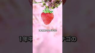 今知っておくと便利ないちごの本当の旬