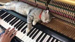 A good piano song suitable for a rainy day | | Piano meowssage by Haburu 25,425 views 6 months ago 6 minutes, 11 seconds