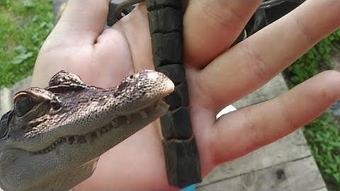 Forging an Alligator Twist and channel Mascot