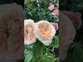 强香玫瑰系列 Fragrant Roses | Domaine De Chantilly Rose by Delbard | 29 June 2025 #rose