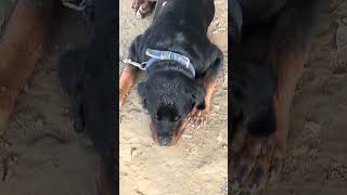 Rottweiler Dog is sleeping Now #rottweiler #rottweilerdog #shorts