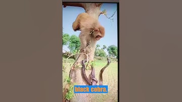 Monkey Plays with a Black Cobra 😲😱| #shorts #snakes #animals #short