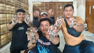 VIRAL KIOS BURUNG MURAH - CENDET - CIGUN - KOWUL - JALAK SUREN - PLECI - SOGON - RPM DLL