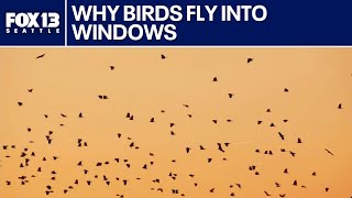 Why birds fly into windows | FOX 13 Seattle
