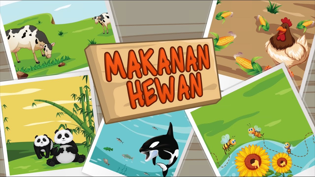 Makanan Hewan | Video Prasekolah - YouTube